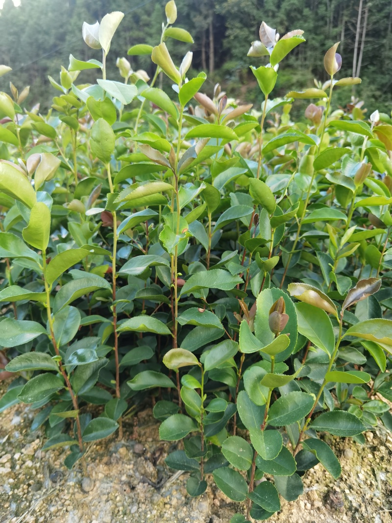 直生油茶杯苗