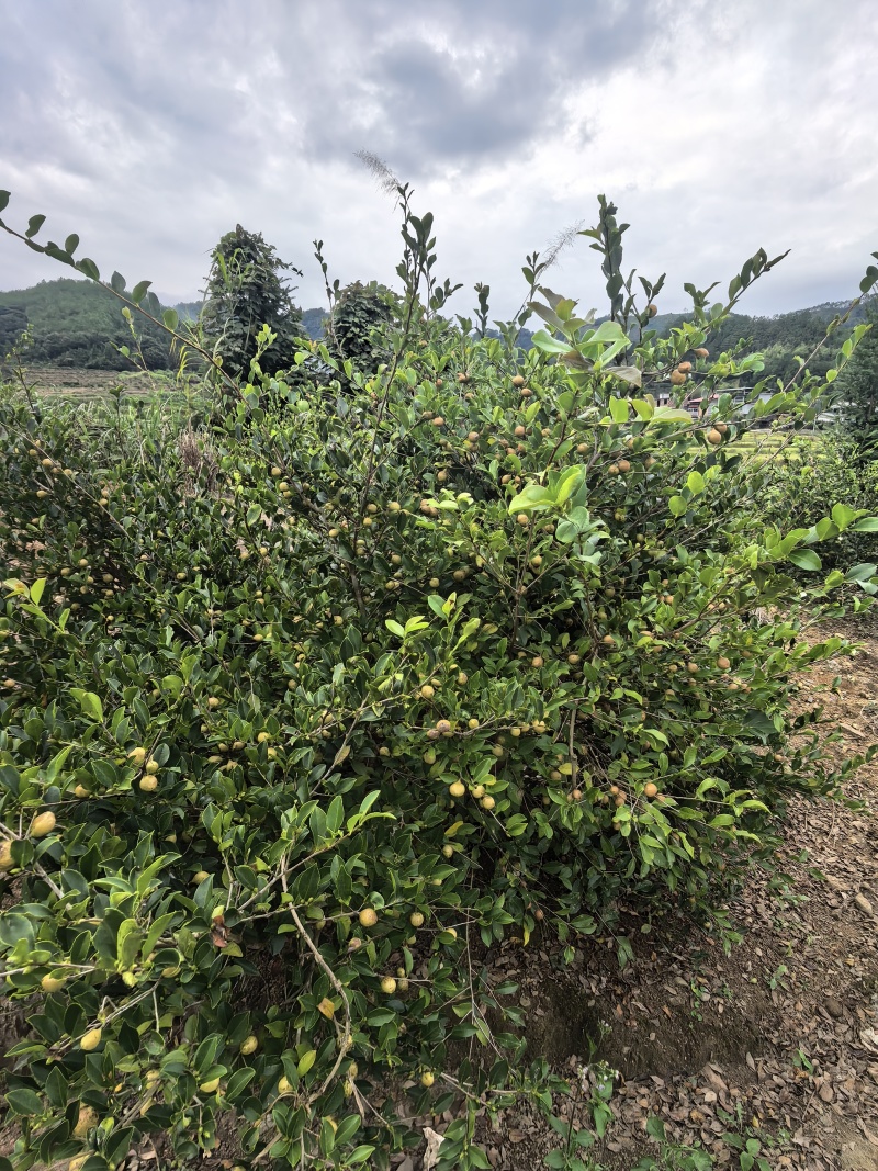 直生油茶杯苗