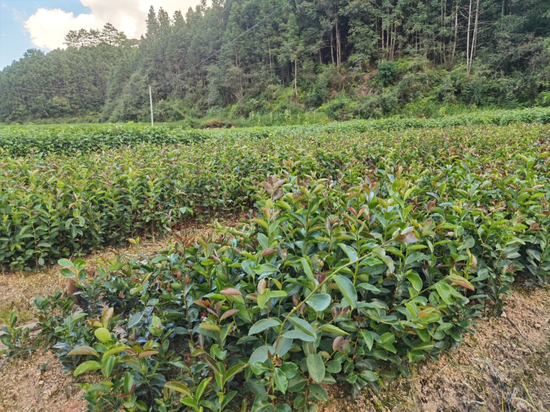 直生油茶杯苗