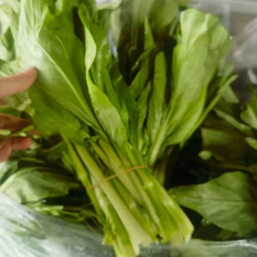 湖北宜昌白菜苔五号