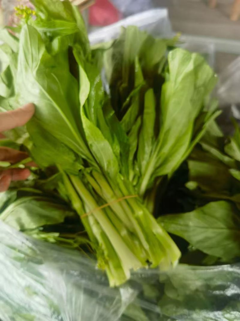 湖北宜昌白菜苔五号