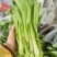 湖北宜昌白菜苔五号