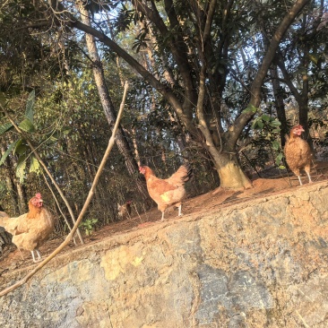 衡阳小脚鸡苏禽