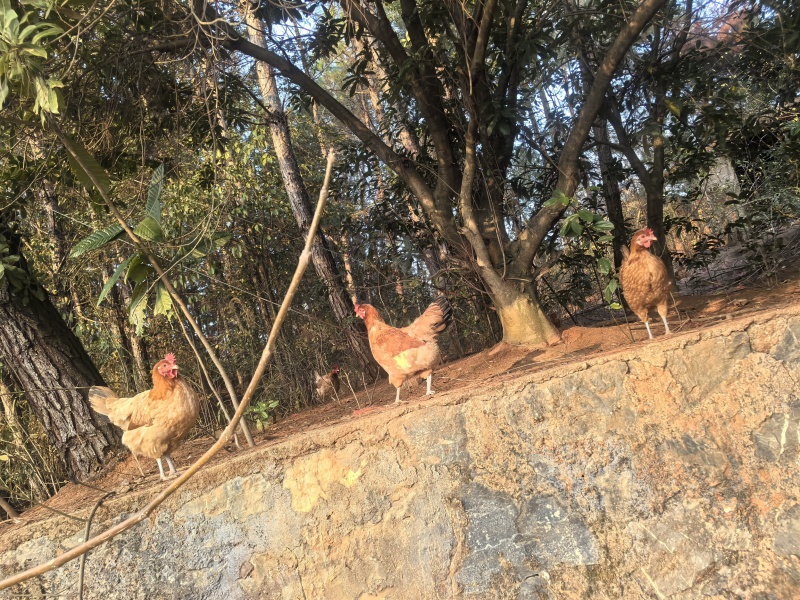 衡阳小脚鸡苏禽
