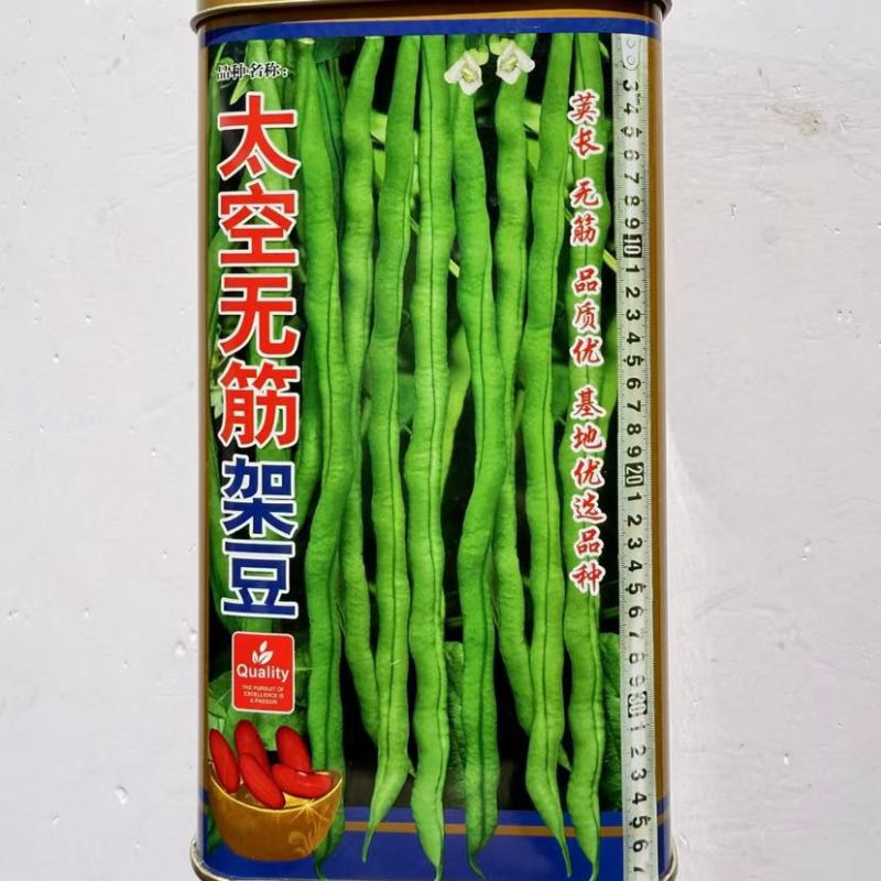 四季豆种子太空无筋架豆抗病抗热荚肉厚绿色圆长产量高四季豆种子