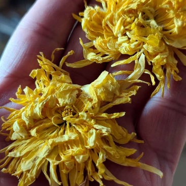 金丝皇菊烘干成本500斤