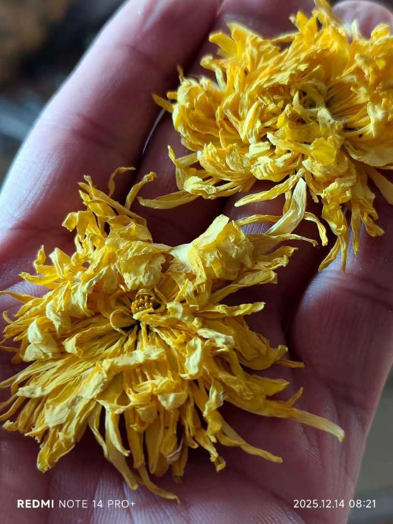 金丝皇菊烘干成本500斤