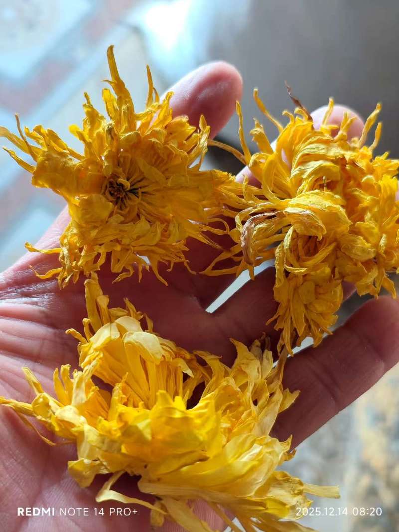 金丝皇菊烘干成本500斤