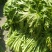 绍兴梅干菜