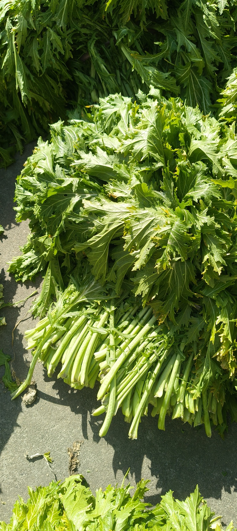 绍兴梅干菜