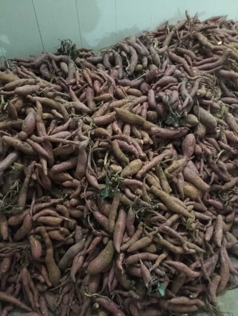 西瓜红，红薯
