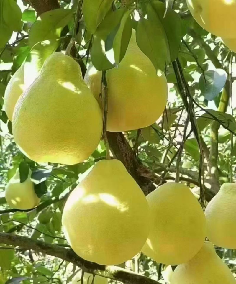 江永香柚