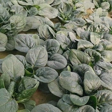 河南开封趴地波菜