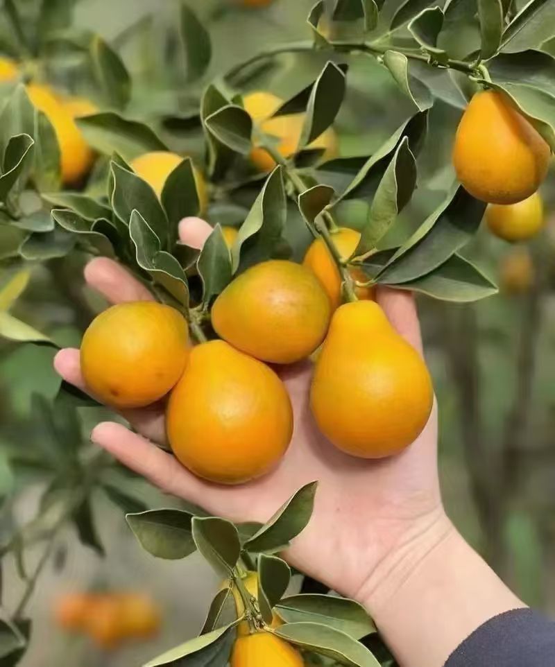 广西融安脆蜜金桔
