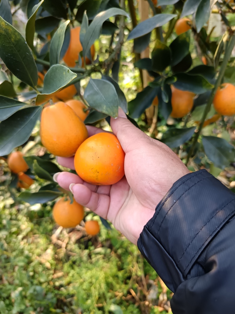 广西融安脆蜜金桔