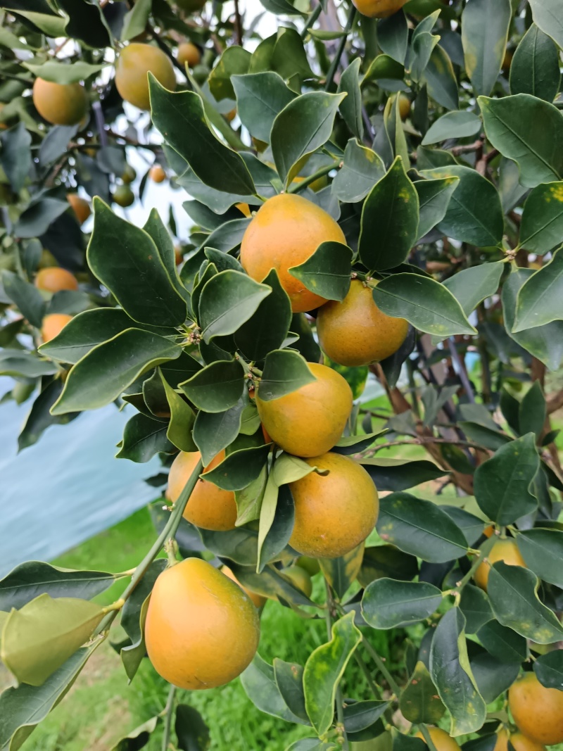 广西融安脆蜜金桔