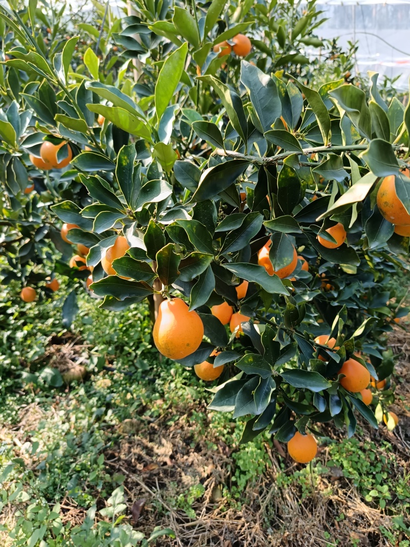 广西融安脆蜜金桔