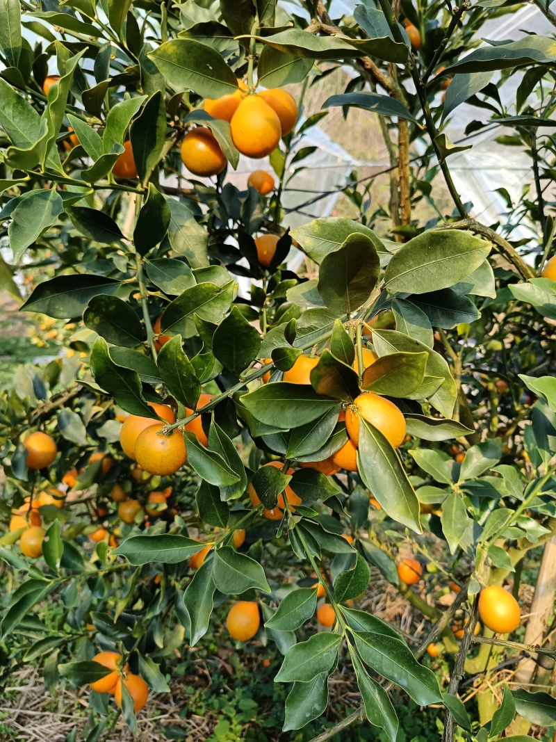 广西融安脆蜜金桔