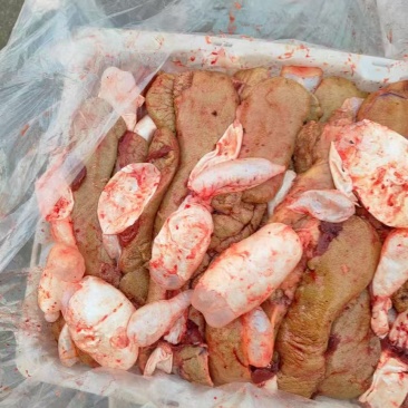 鲜鲤鱼籽