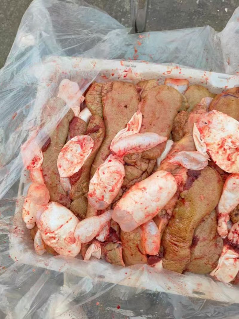 鲜鲤鱼籽