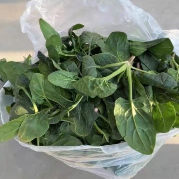 河南趴地小菠菜