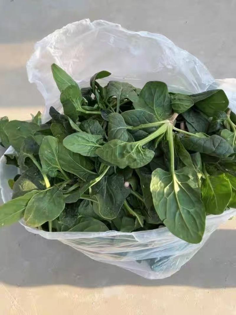 河南趴地小菠菜