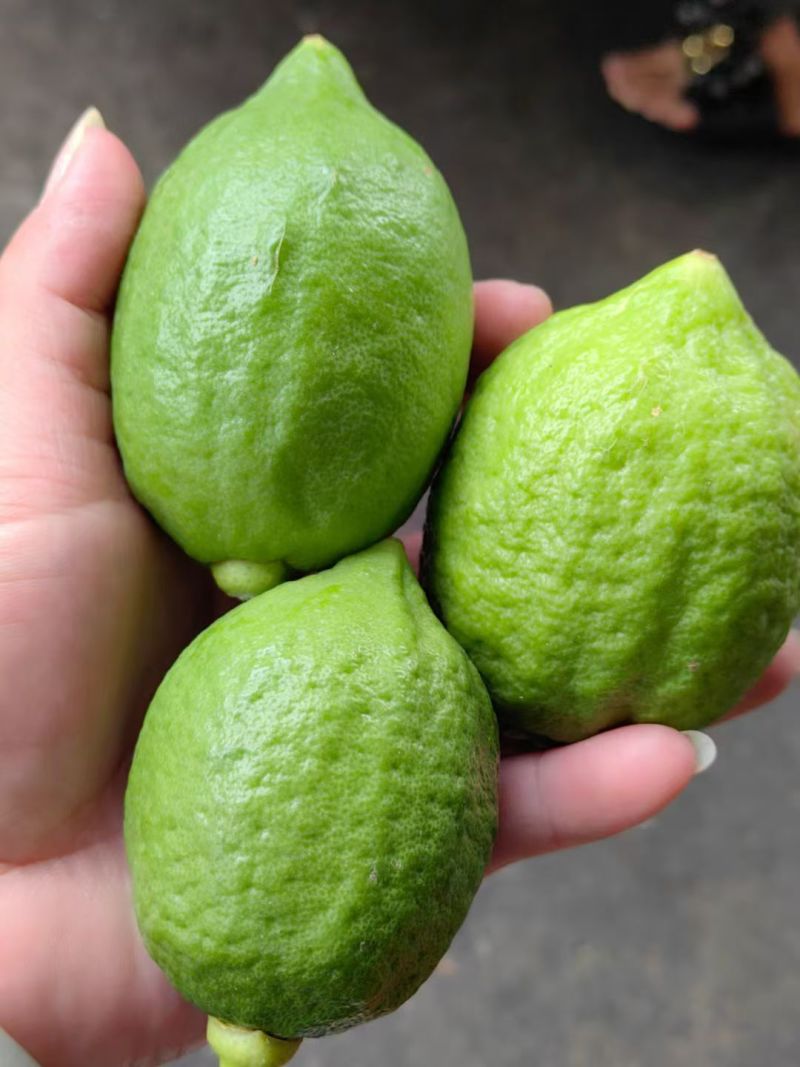 广东香水柠檬