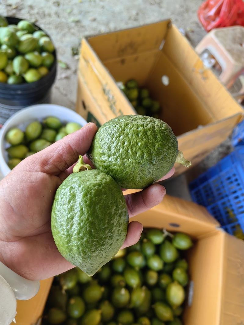 广东香水柠檬