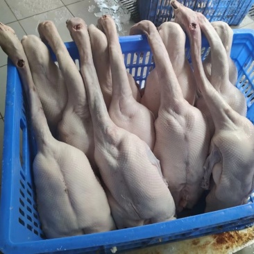冷冻鹅