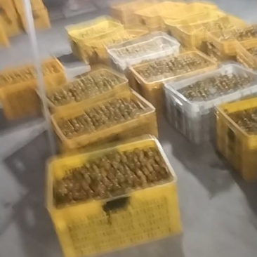 广西金桔