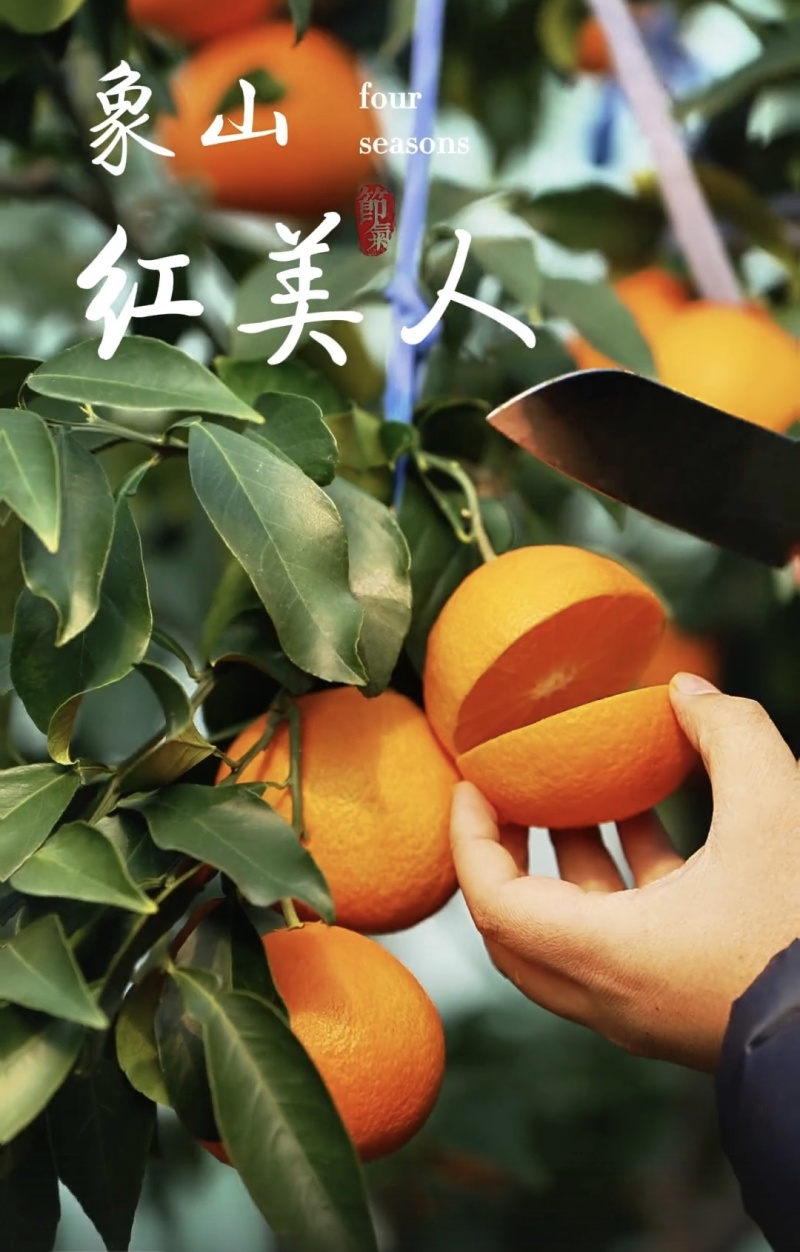 柑橘中的“爱马仕”，皮薄肉质细腻，果冻般的口感，