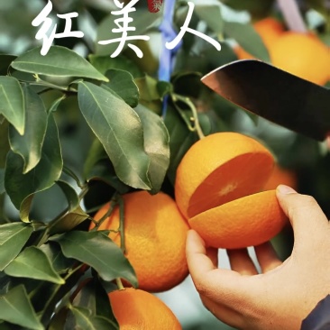 正宗象山红美人：皮薄肉质细腻，果冻般的口感通货精品都有