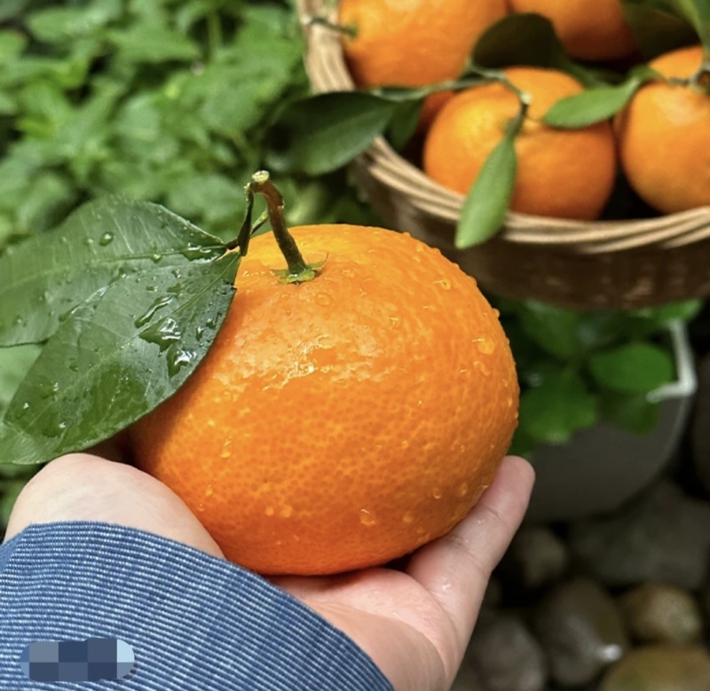 正宗象山红美人：皮薄肉质细腻，果冻般的口感通货精品都有