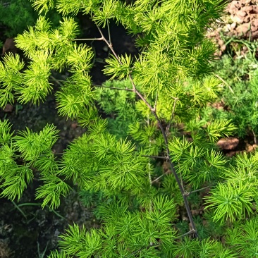 鲜花蓬莱松枝条文竹枝条等