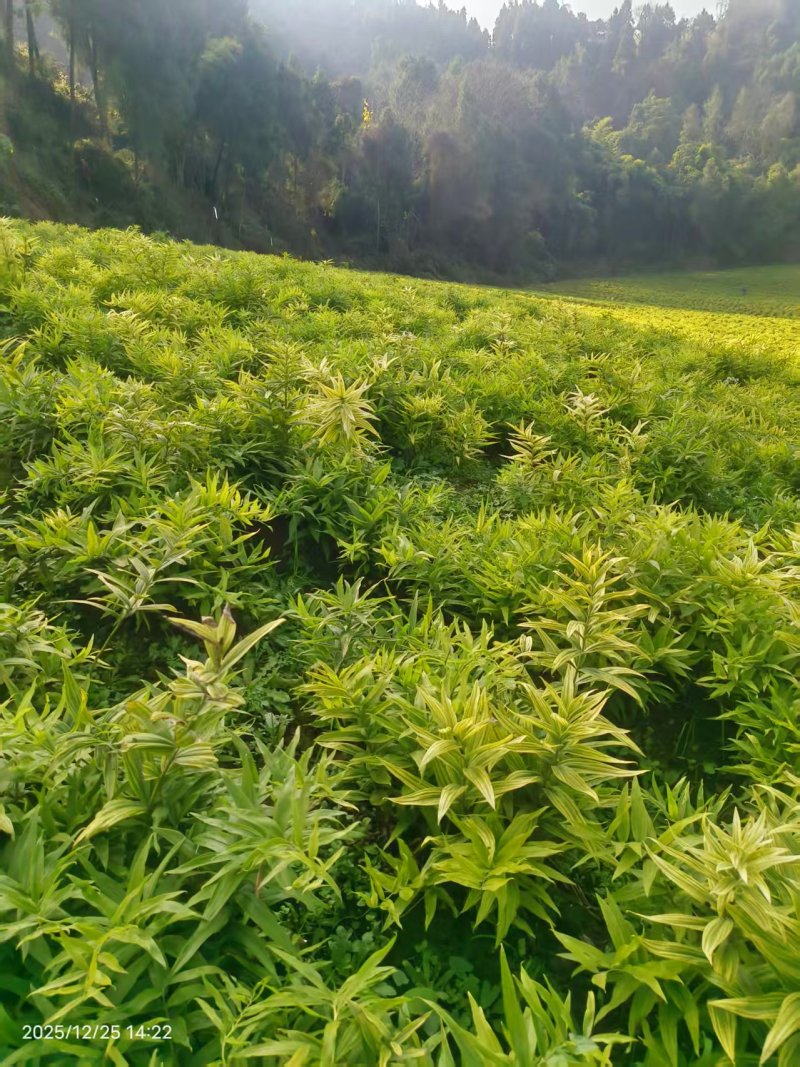现挖现卖，个头大，货真价实