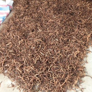 骨碎补