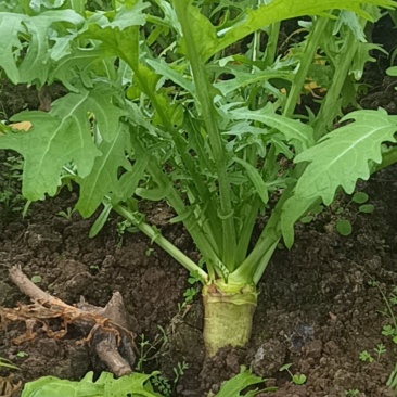 大头菜