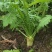 大头菜