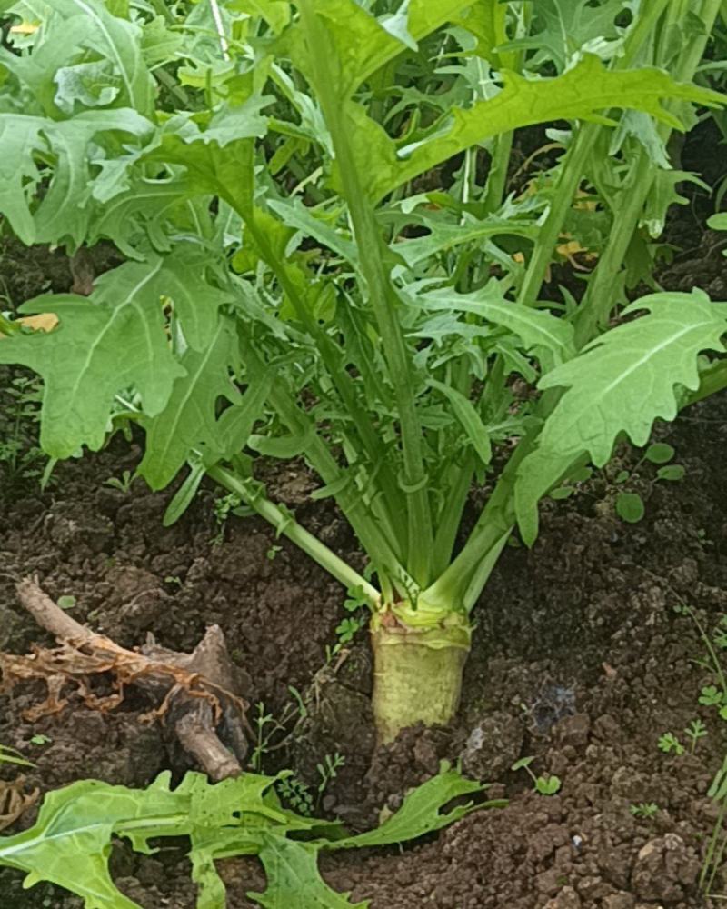 大头菜