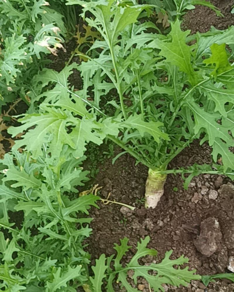 大头菜
