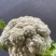 沛县花菜精选菜花有机花菜产地直发量大从优