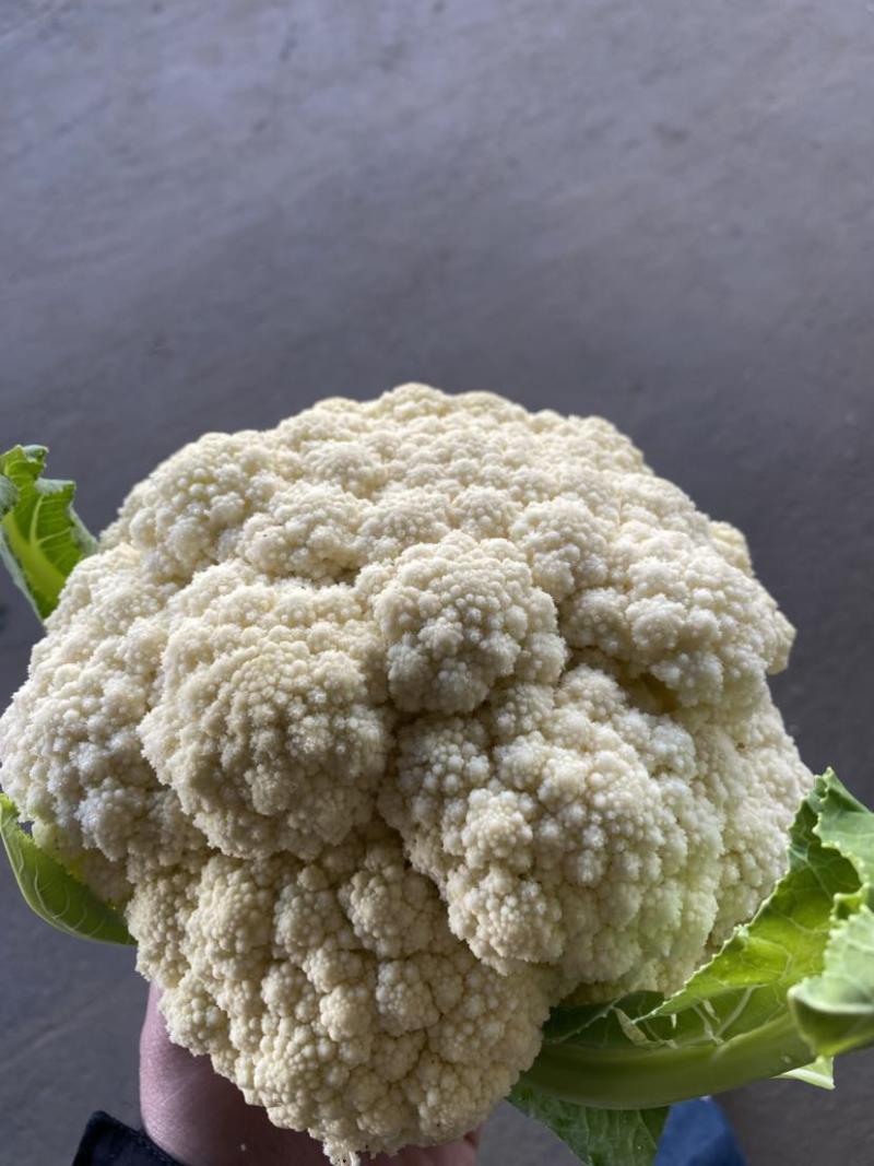 沛县花菜精选菜花有机花菜产地直发量大从优