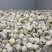 沛县花菜精选菜花有机花菜产地直发量大从优
