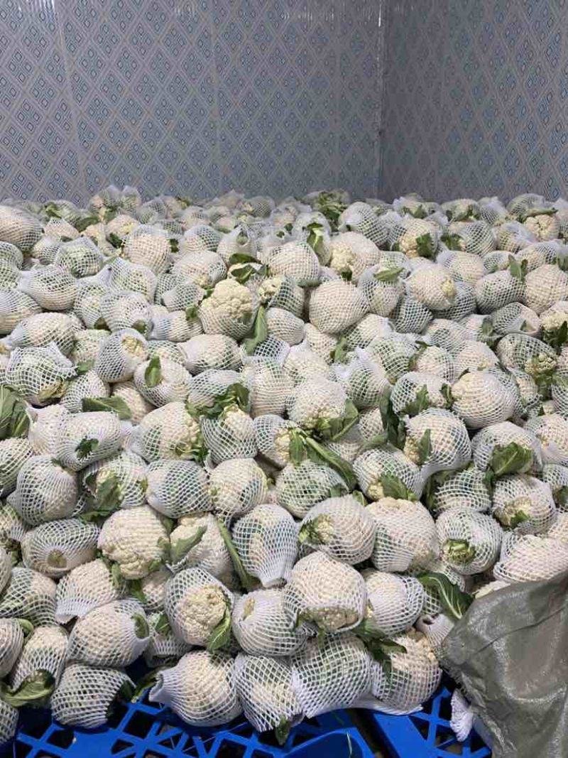 沛县花菜精选菜花有机花菜产地直发量大从优