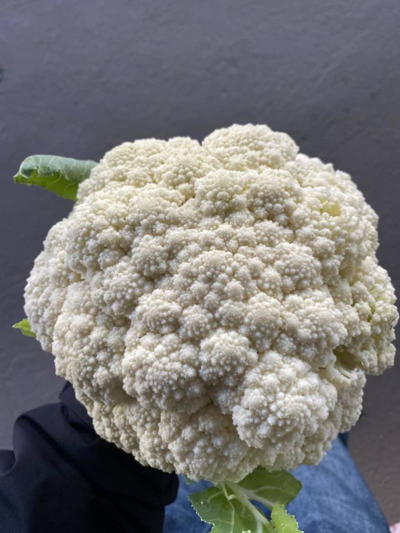 沛县花菜精选菜花有机花菜产地直发量大从优