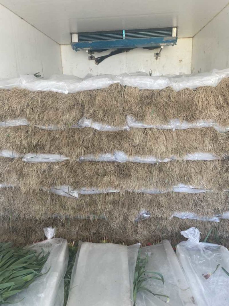 沛县蒜苗红根蒜苗产地直发自己种的量大从优