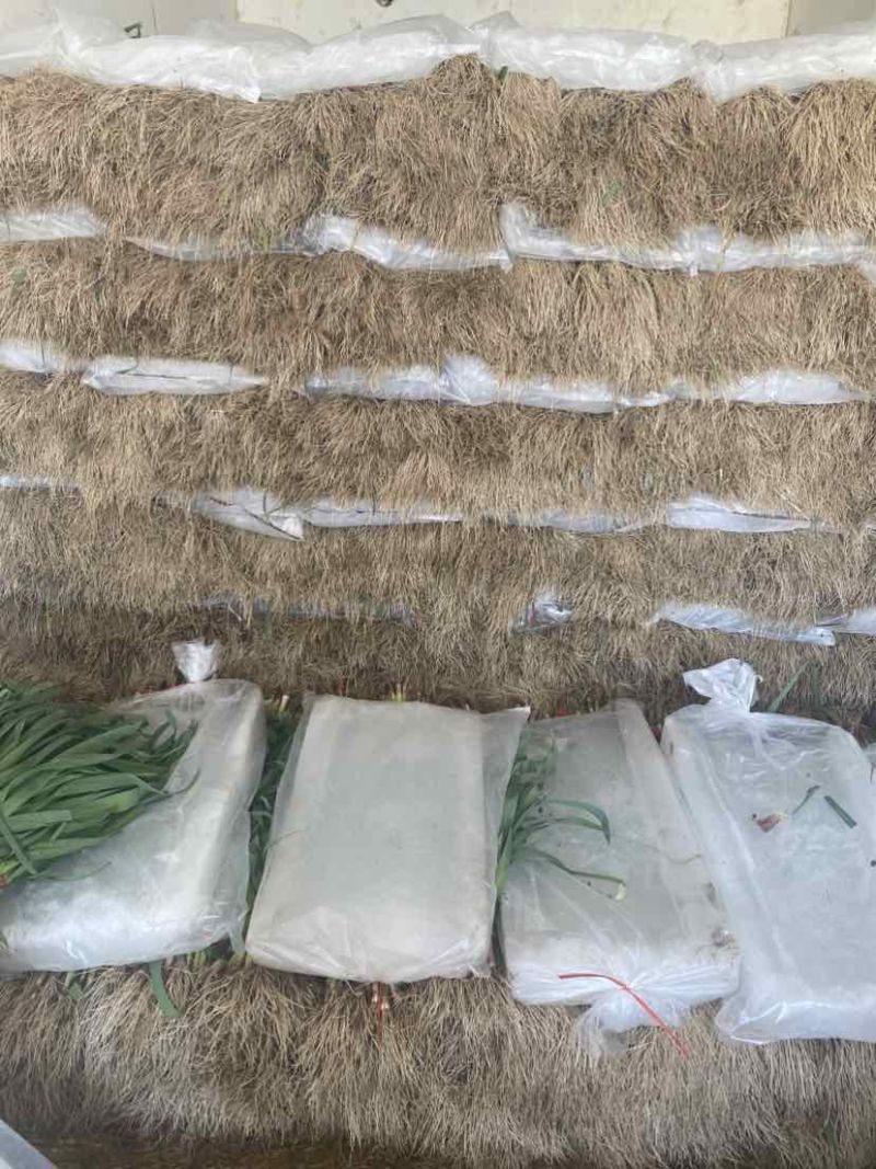 沛县蒜苗红根蒜苗产地直发自己种的量大从优