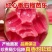 红心芭乐