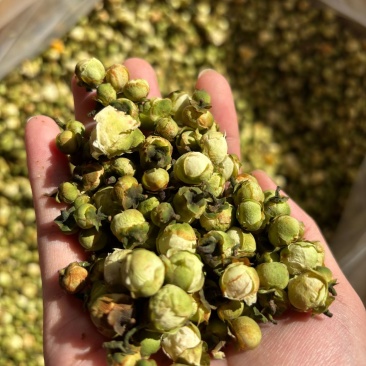 山茶花新货好货现货特价
