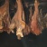 农家烟熏腊肉，